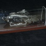 Decorative Fish Painted With Chrome Paint